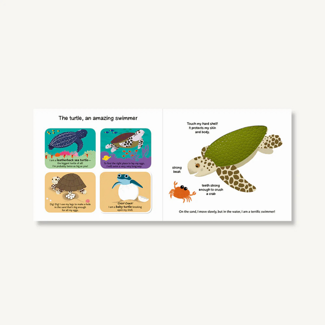 Touch and Explore: The Ocean Book