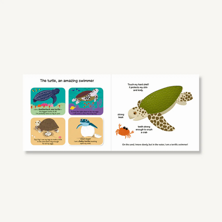 Touch and Explore: The Ocean Book